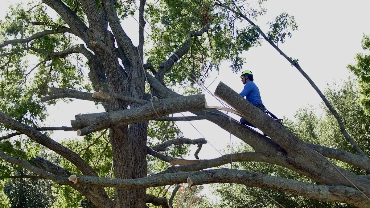 Professional Crown Thinning performed by certified arborists in Paw Paw