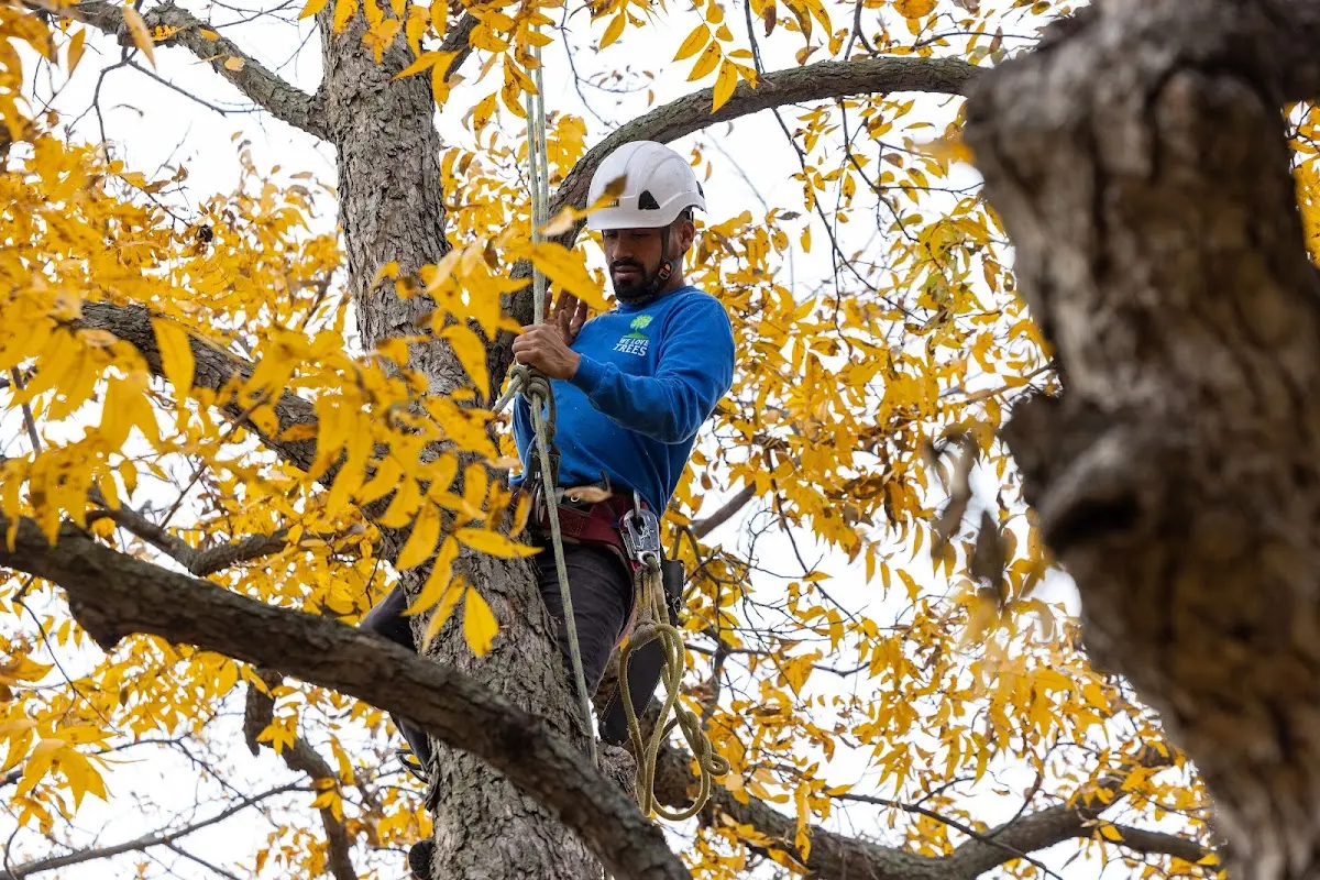 Skilled Tree Pruning crew working in Paw Paw