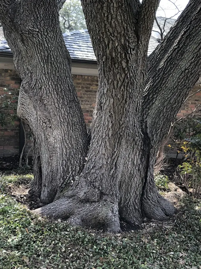 Mature heritage tree close to a Paw Paw property cared for by certified arborists